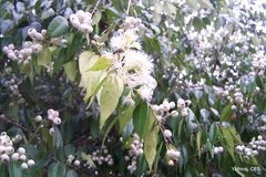Syzygium zeylanicum
